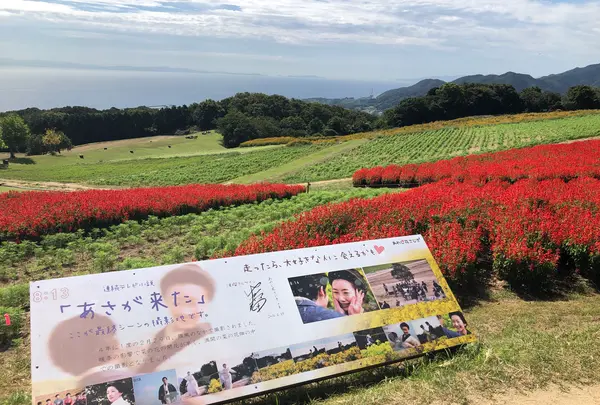 あわじ花さじきの写真・動画_image_394938