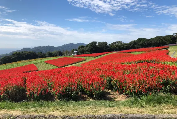あわじ花さじきの写真・動画_image_394939