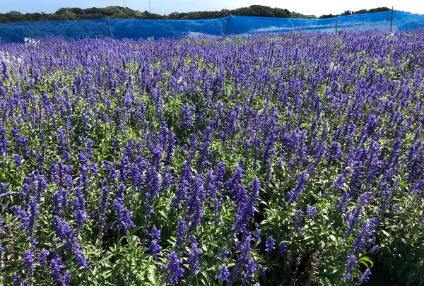 あわじ花さじきの写真・動画_image_394940