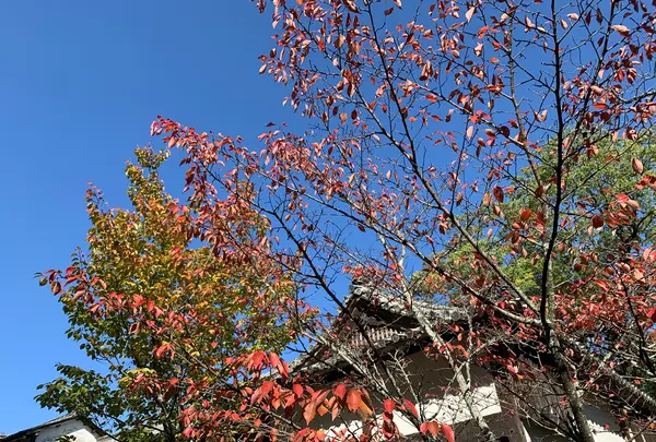 金刀比羅宮（こんぴらさん）の写真・動画_image_395329