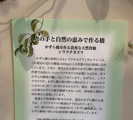 祖谷のかずら橋の写真・動画_image_395353