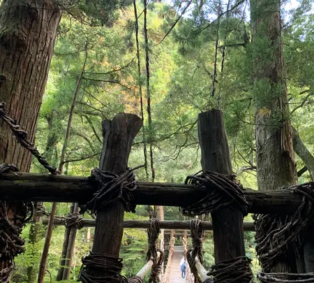 祖谷のかずら橋の写真・動画_image_395357
