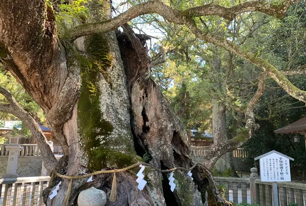 大山祇神社の写真・動画_image_395400