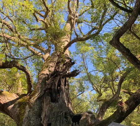大山祇神社の写真・動画_image_395404