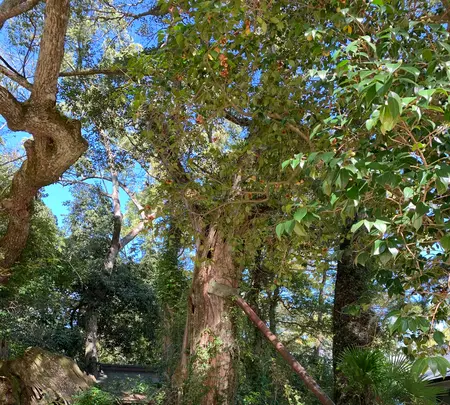 大山祇神社の写真・動画_image_395405