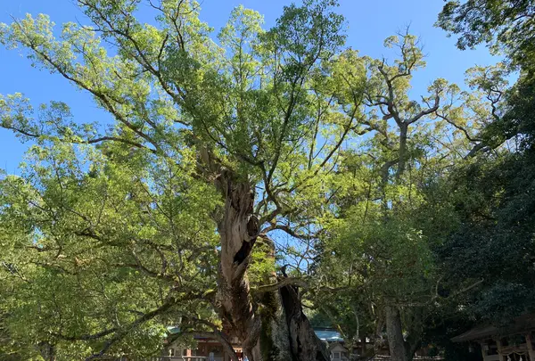 大山祇神社の写真・動画_image_395406