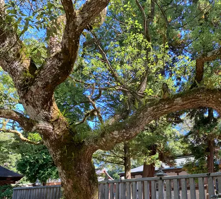 大山祇神社の写真・動画_image_395407