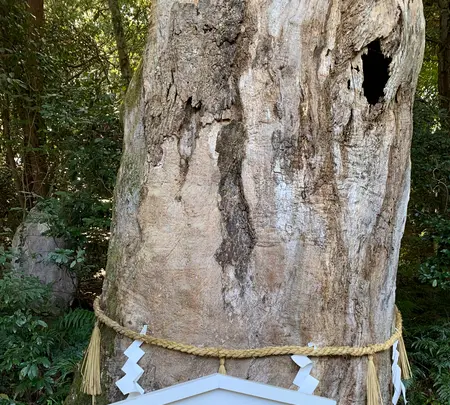 大山祇神社の写真・動画_image_395410