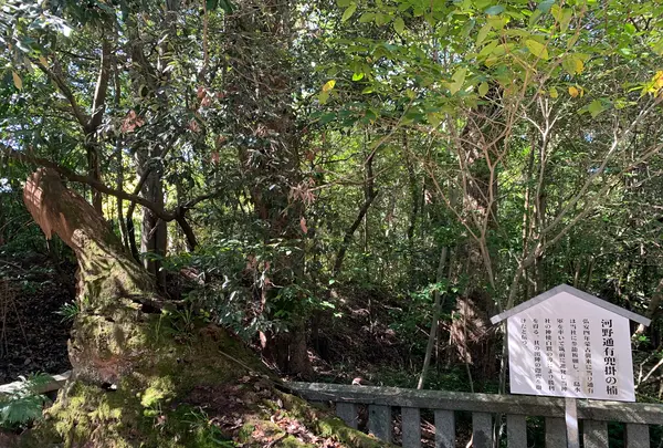大山祇神社の写真・動画_image_395411