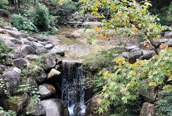 紅葉谷の写真・動画_image_395519