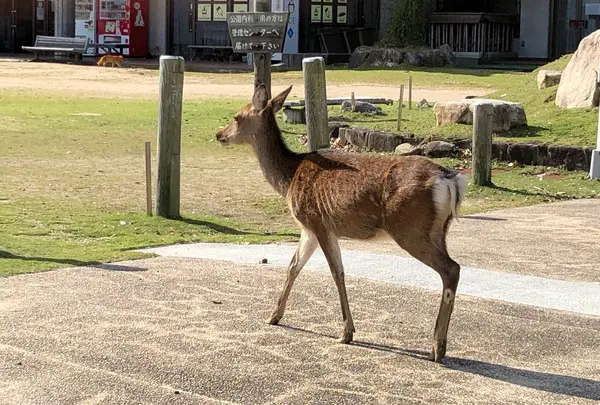 宮島包ヶ浦自然公園キャンプ場の写真・動画_image_395539