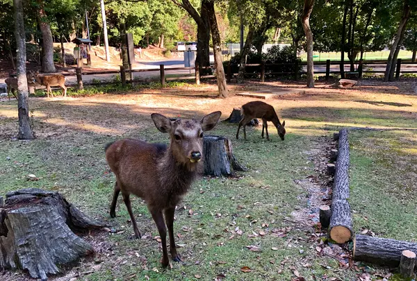 宮島包ヶ浦自然公園キャンプ場の写真・動画_image_395540