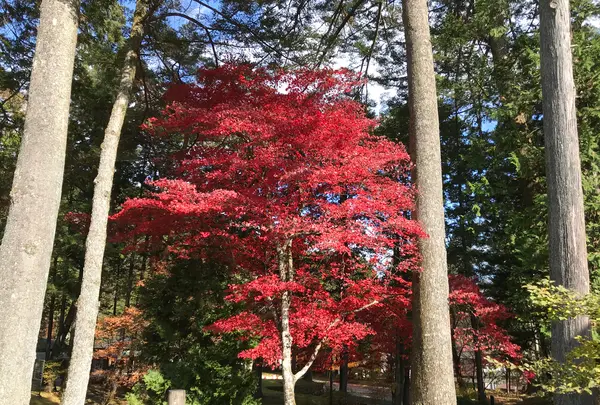 日光田母沢御用邸記念公園の写真・動画_image_396025