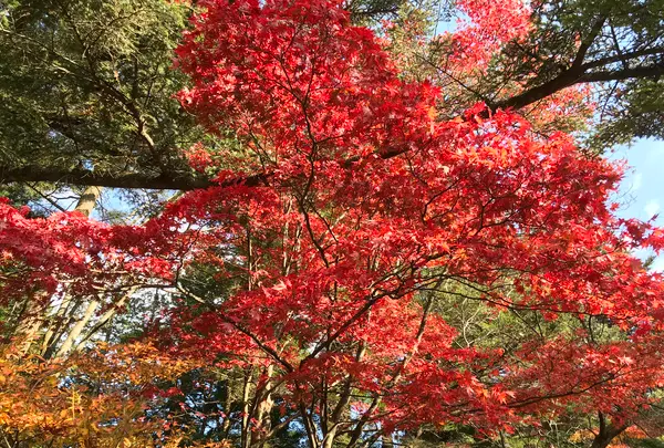 日光田母沢御用邸記念公園の写真・動画_image_396027
