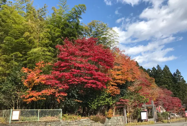 神橋の写真・動画_image_396040