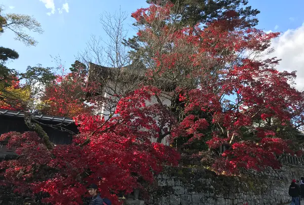 日光東照宮の写真・動画_image_396063