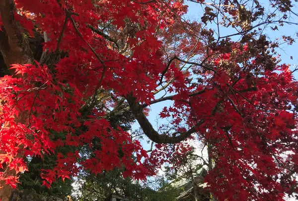 日光東照宮の写真・動画_image_396064