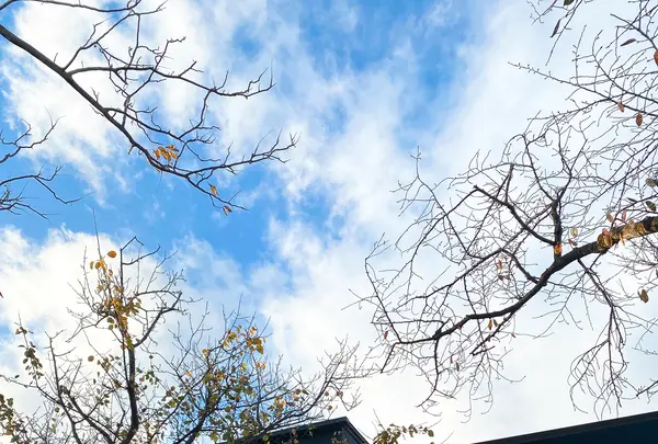 GARDEN HOUSE Kamakura（ガーデンハウス）の写真・動画_image_398540