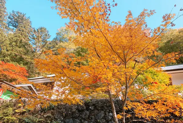 面河渓の写真・動画_image_398768