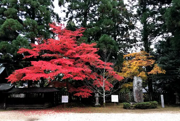豊栄神社の写真・動画_image_399273