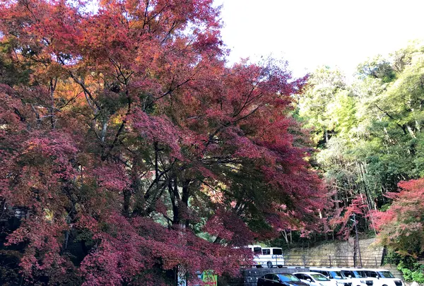 瀧塔山 龍蔵寺の写真・動画_image_399302