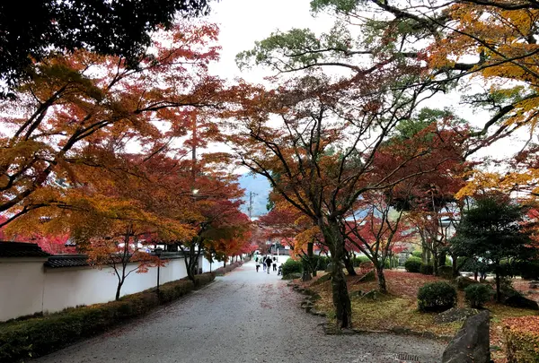 紅葉谷公園の写真・動画_image_399522