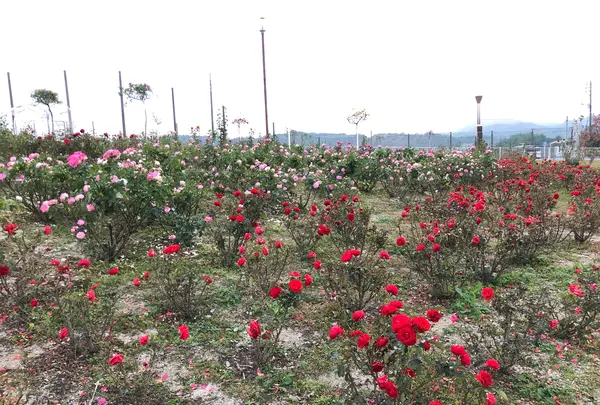 蜂ケ峯総合公園の写真・動画_image_399700