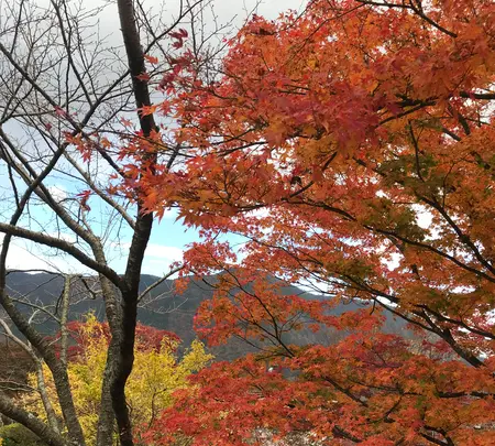 箱根強羅公園の写真・動画_image_399727