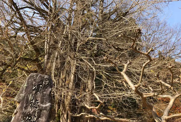 筒賀の大銀杏の写真・動画_image_399933