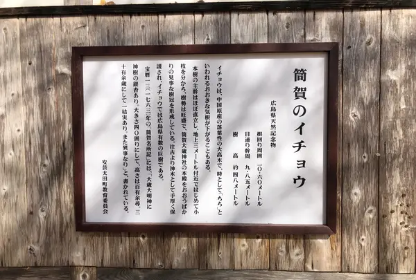 筒賀の大銀杏の写真・動画_image_399934