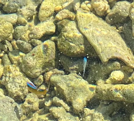 備瀬のフクギ並木の写真・動画_image_400519