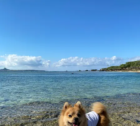 備瀬のフクギ並木の写真・動画_image_400520