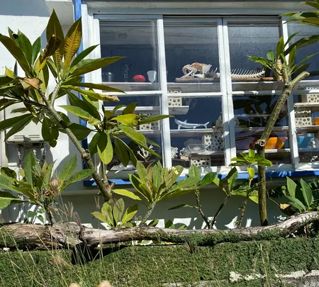 港川外人住宅街の写真・動画_image_400529