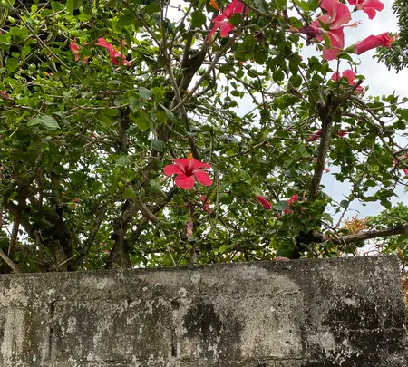 古民家食堂てぃーらぶいの写真・動画_image_401398