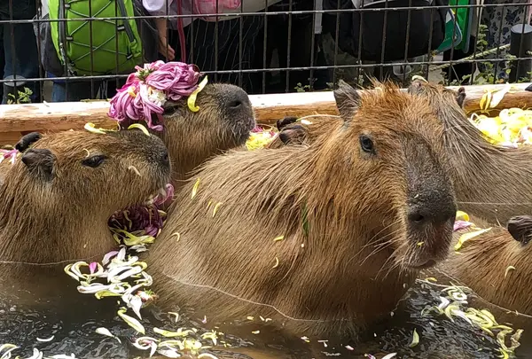 須坂市動物園の写真・動画_image_401615
