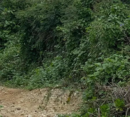 連道原貝塚の写真・動画_image_401628