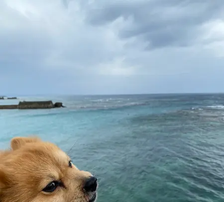 Gala青い海の写真・動画_image_401632