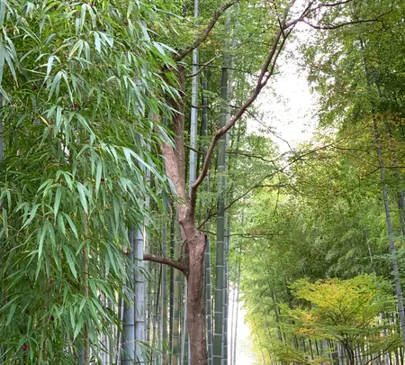 竹林の小径の写真・動画_image_401898