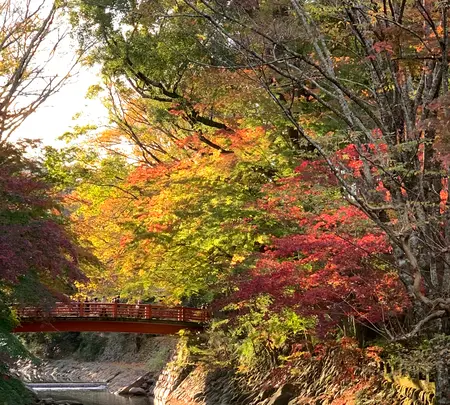 竹林の小径の写真・動画_image_401900