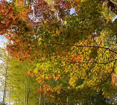 竹林の小径の写真・動画_image_401902