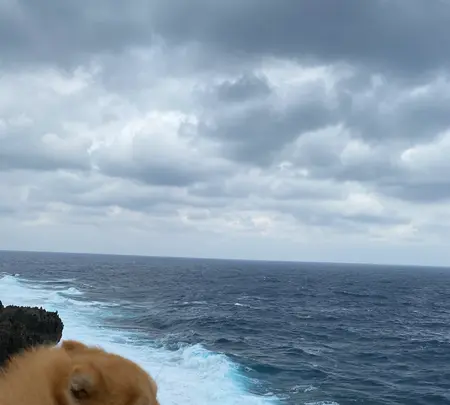 辺戸岬の写真・動画_image_402129