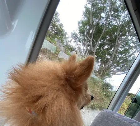 大石林山の写真・動画_image_402135