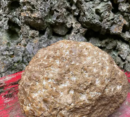 大石林山の写真・動画_image_402136