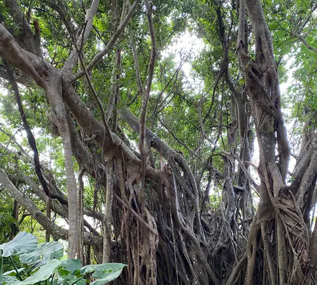 大石林山の写真・動画_image_402137