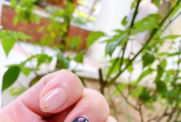 Nail Mix 沖縄北谷美浜店の写真・動画_image_402605