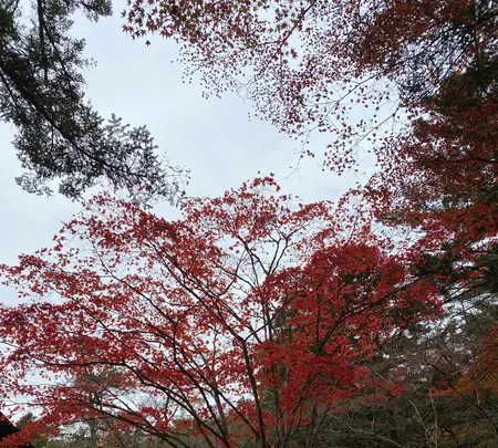 紅葉谷公園の写真・動画_image_402761
