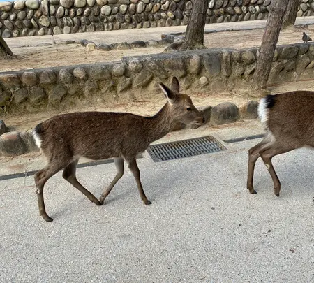 紅葉谷公園の写真・動画_image_402763