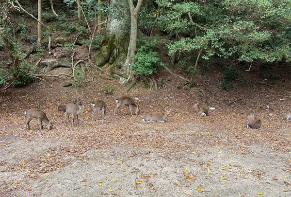 紅葉谷公園の写真・動画_image_402764