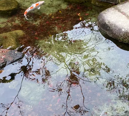 紅葉谷公園の写真・動画_image_402765