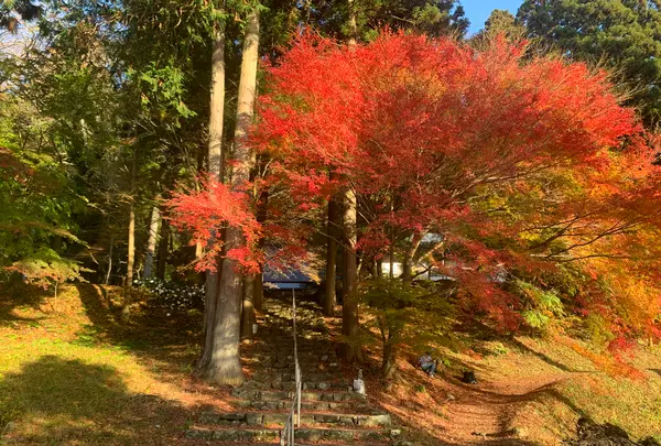 菩提寺の写真・動画_image_402883